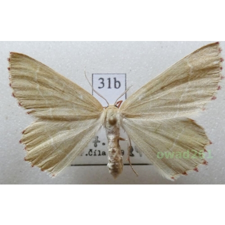 Thalera fimbrialis (Scopoli, 1763) Slovakia31b